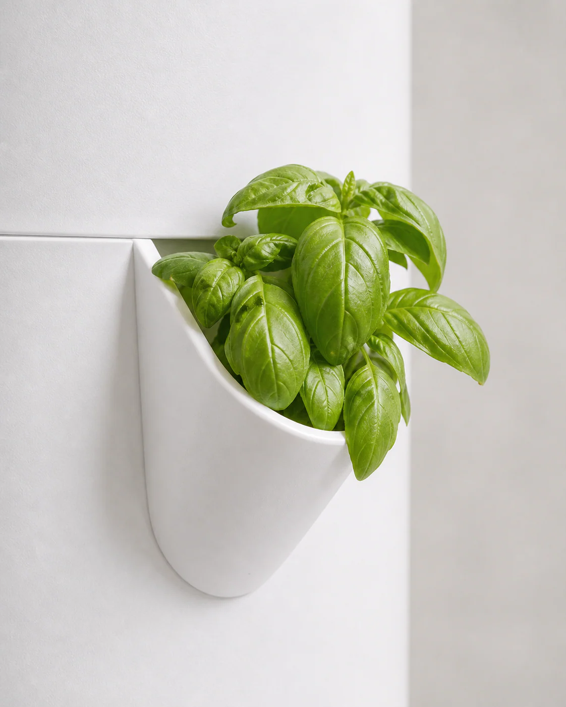 HydroGarden yetiştirme cebinde büyüyen yeşil yapraklar